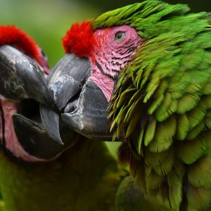 Great green macaw (Ara ambiguus)