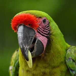 Great green macaw (Ara ambiguus)