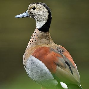 Ringed teal (Callonetta leucophrys)