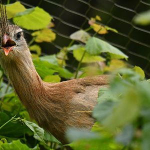 Red legged seriema (Cariama cristata)