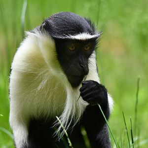 Roloway Guenon (Cercopithecus roloway)