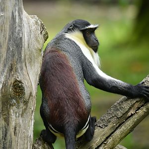 Roloway Guenon (Cercopithecus roloway)