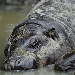 Pygmy hippopotamus (Choroepsis liberiensis)