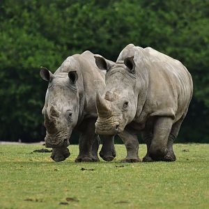 White rhinoceros (Ceratotherium simum)