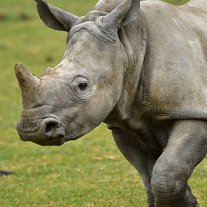 White rhinoceros (Ceratotherium simum)