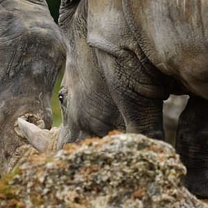 White rhinoceros (Ceratotherium simum)