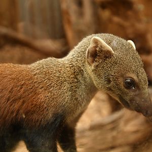 Ring-tailed vontsira (Galidia elegans)