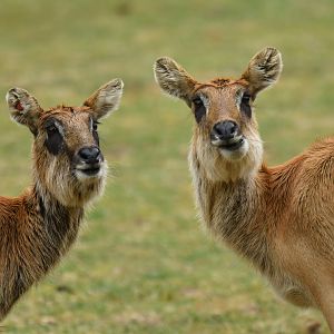 Mrs Gray's lechwe (Kobus megaceros)