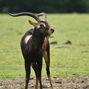 Mrs Gray's lechwe (Kobus megaceros)