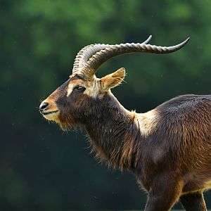 Mrs Gray's lechwe (Kobus megaceros)