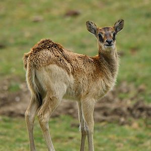 Mrs Gray's lechwe (Kobus megaceros)