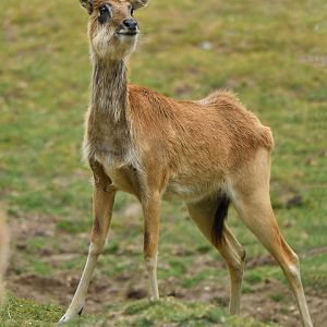 Mrs Gray's lechwe (Kobus megaceros)
