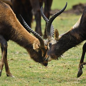 Mrs Gray's lechwe (Kobus megaceros)