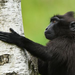 Celebes crested macaque (Macaca nigra)
