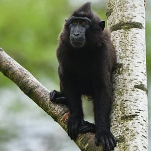 Celebes crested macaque (Macaca nigra)