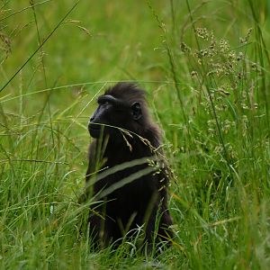 Celebes crested macaque (Macaca nigra)