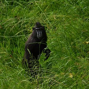 Celebes crested macaque (Macaca nigra)