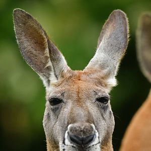 Red kangaroo (Macropus rufus)
