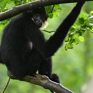 Yellow-cheeked gibbon (Nomascus gabriellae)