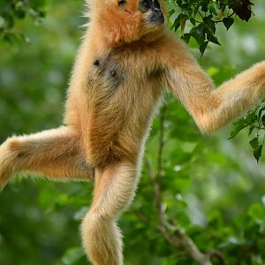 Yellow-cheeked gibbon (Nomascus gabriellae)
