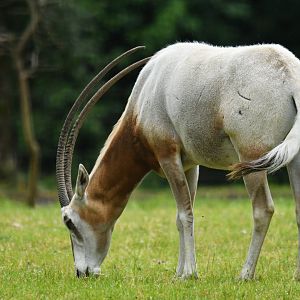 Scimitar-horned Oryx (Oryx dammah)