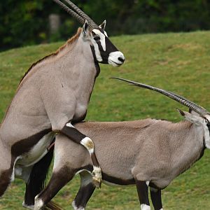South African oryx (Oryx gazella)