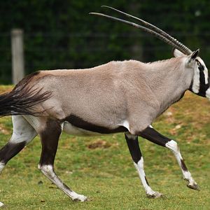 South African oryx (Oryx gazella)