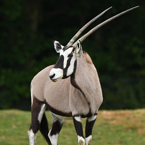 South African oryx (Oryx gazella)