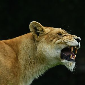 African lion (Panthera leo)