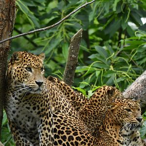 Sri Lankan leopard (Panthera pardus lotiya)