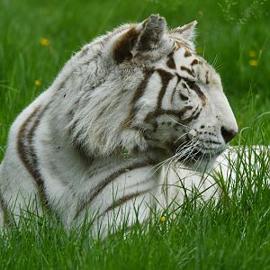 White tiger (Panthera tigris)