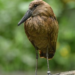 Hamerkop (Scopus umbretta)