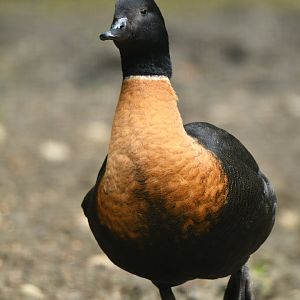 Australian shelduck (Tadorna tadornoides)