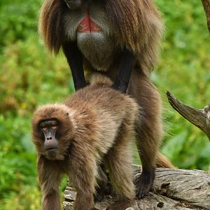 Gelada baboon (Theropithecus gelada)