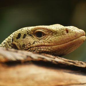 Quince monitor (Varanus melinus)