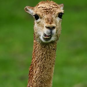 Vicugna (Lama vicugna)