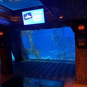 Shipwreck Shark Tank