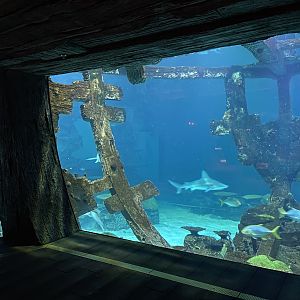 Shipwreck Shark Tank