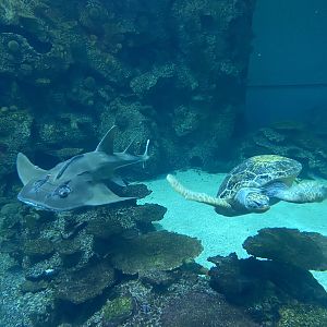 Guitarfish and Sea Turtle