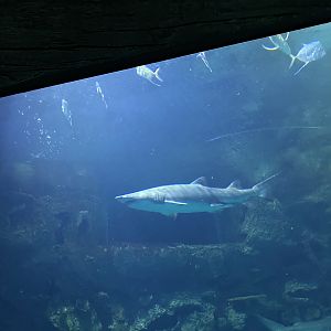 Sand Tiger Shark