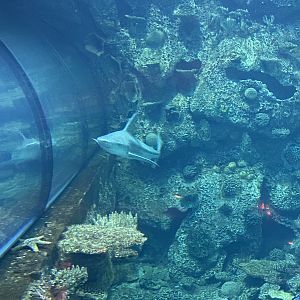 Shark by Underwater Tunnel
