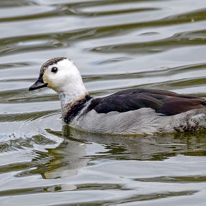 Cotton Pygmy-Goose