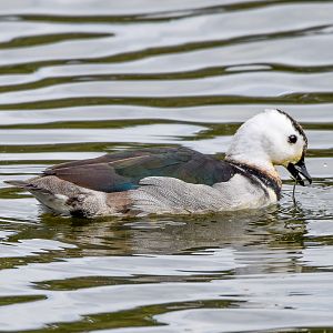 Cotton Pygmy-Goose