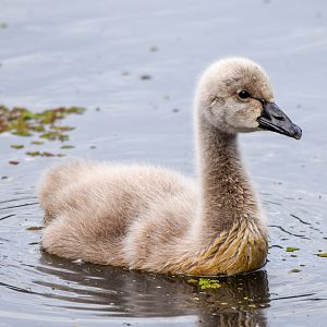 Black Swan cygnet