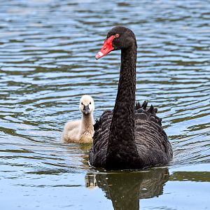 Black Swan and cygnet