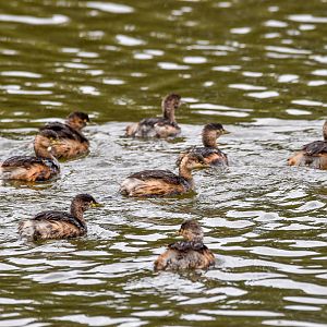 Australasian Grebes