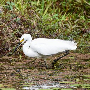 Little Egret