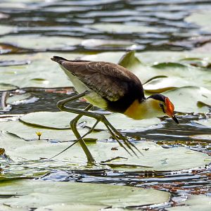 Comb-crested Jacana