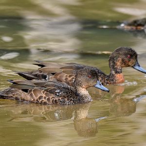 Chestnut Teals