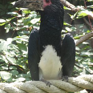 Trumpeter Hornbill at the Greensboro Science Center